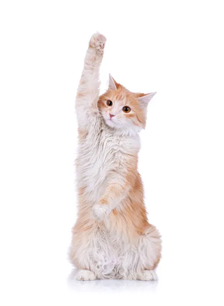Cute red and white cat waving — Stock Photo, Image