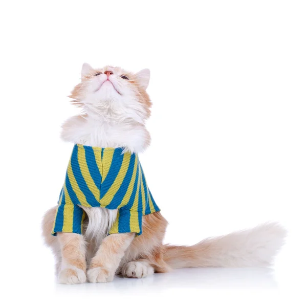 Stock image Curious cat wearing clothes