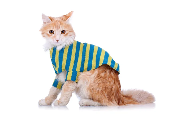 Πλάγια όψη μιας γάτας φορώντας ρούχα — Φωτογραφία Αρχείου