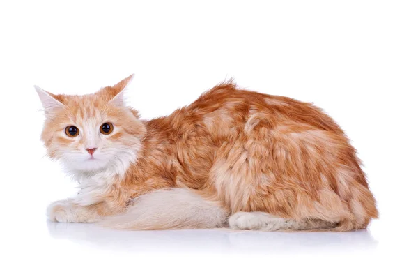 Red and white cat looking at the camera — Stock Photo, Image