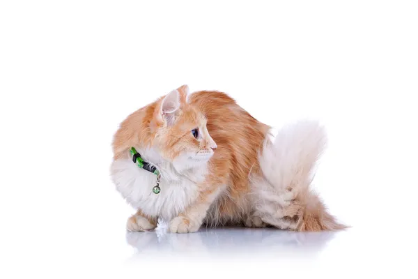 Oldalnézetből a hátán egy macska lookink — Stock Fotó