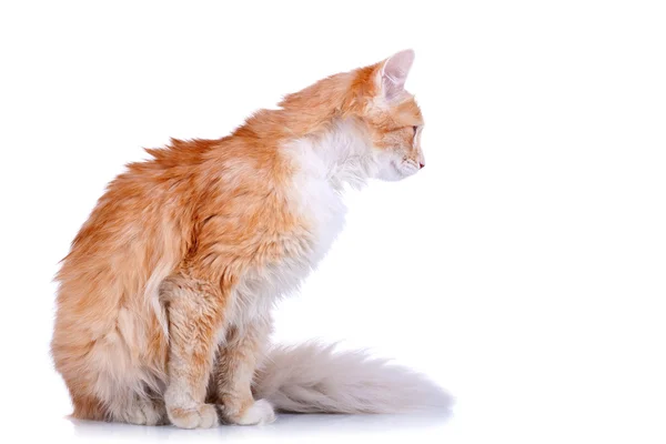 Sivukuva punaisesta ja valkoisesta kissasta — kuvapankkivalokuva