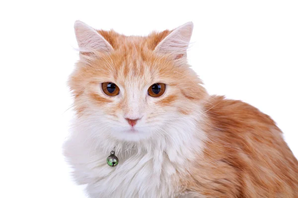 Punainen kissa kasvot — kuvapankkivalokuva