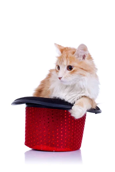 Kotek stojący w kapeluszu Pokaż — Zdjęcie stockowe