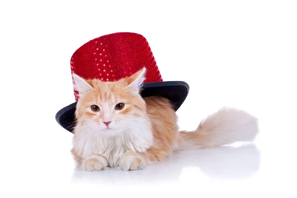 Červená kočka s kloboukem Ukázat — Stock fotografie