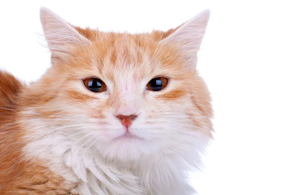 Söpö pieni punainen kissanpentu — kuvapankkivalokuva