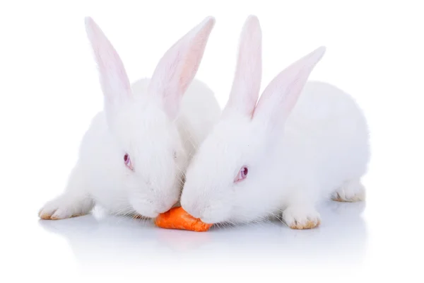 Двоє кроликів їдять з однієї моркви — стокове фото