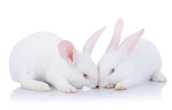 Due coniglietti bianchi che mangiano una carota — Foto Stock