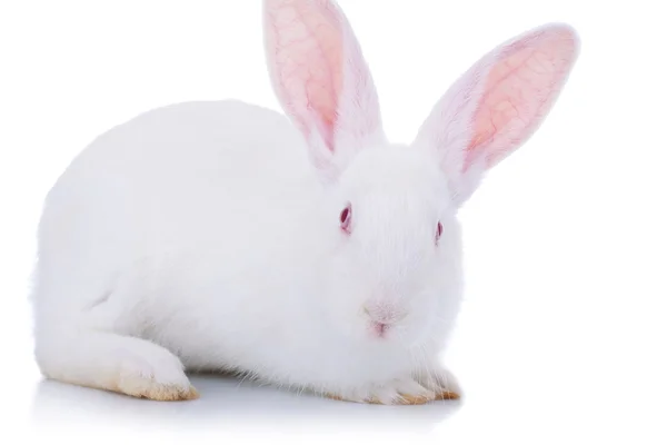 Adorable lapin de Pâques blanc — Photo