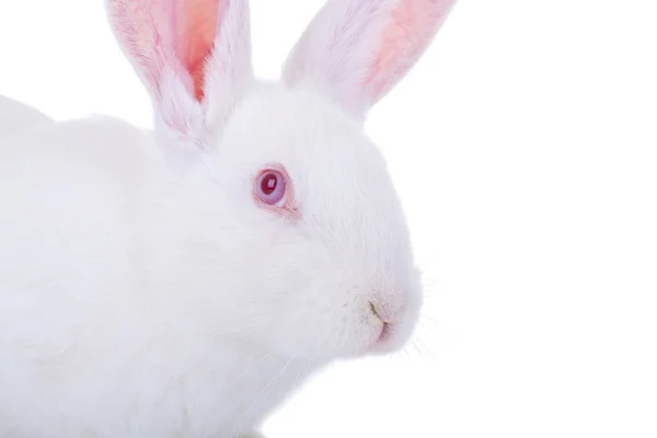 Симпатичный белый кролик — стоковое фото