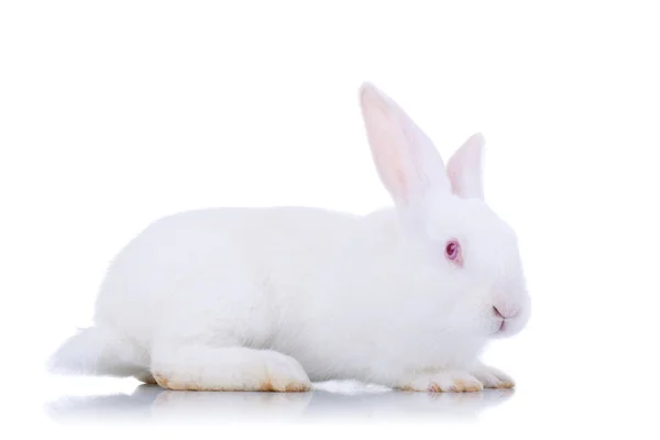 Симпатичный белый кролик . — стоковое фото