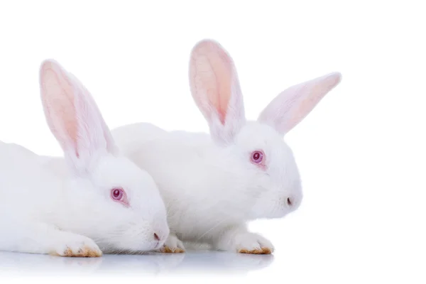 Zwei entzückende weiße Kaninchen. — Stockfoto