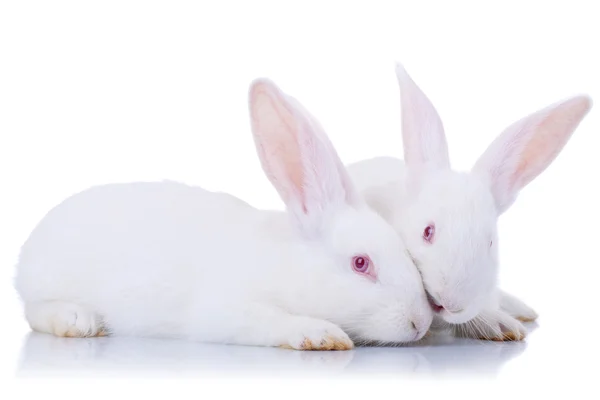 Close up od due simpatici conigli bianchi . — Foto Stock