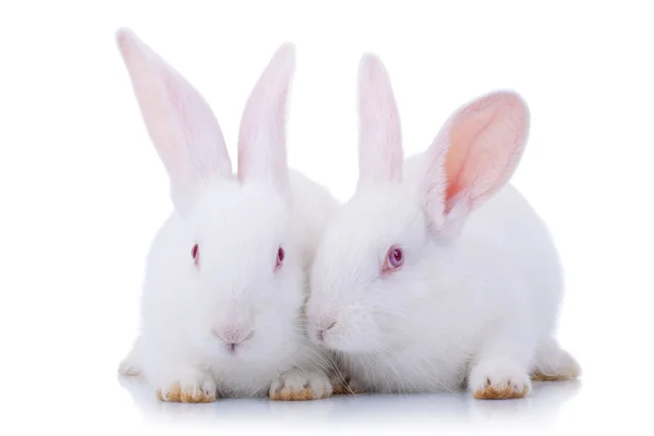 Due simpatici coniglietti bianchi . — Foto Stock