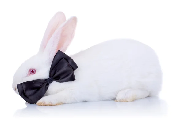 Adorável coelho branco com laço preto — Fotografia de Stock