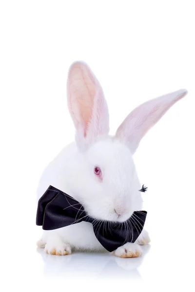 Adorável coelho withe laço preto — Fotografia de Stock