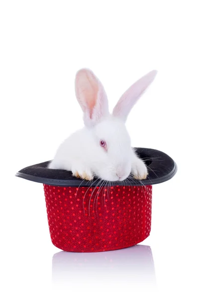 Adorable white bunny standing in a red hat — Stock Photo, Image