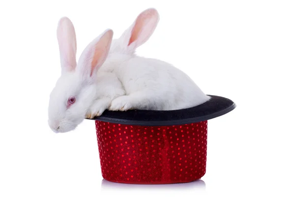 Två bedårande kaniner stående i en röd hatt — Stockfoto
