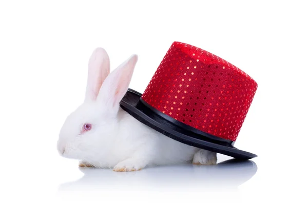 Білий кролик вкритий червоним капелюхом — стокове фото