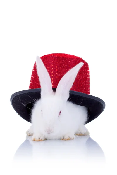 Kırmızı bir şapka ile kaplı beyaz tavşanı — Stok fotoğraf
