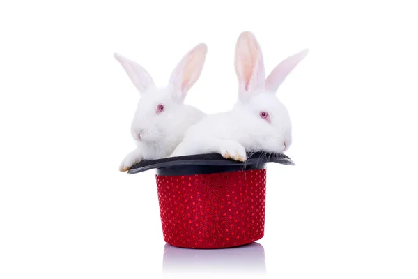 Dois coelhinhos bonitos de pé em um chapéu — Fotografia de Stock
