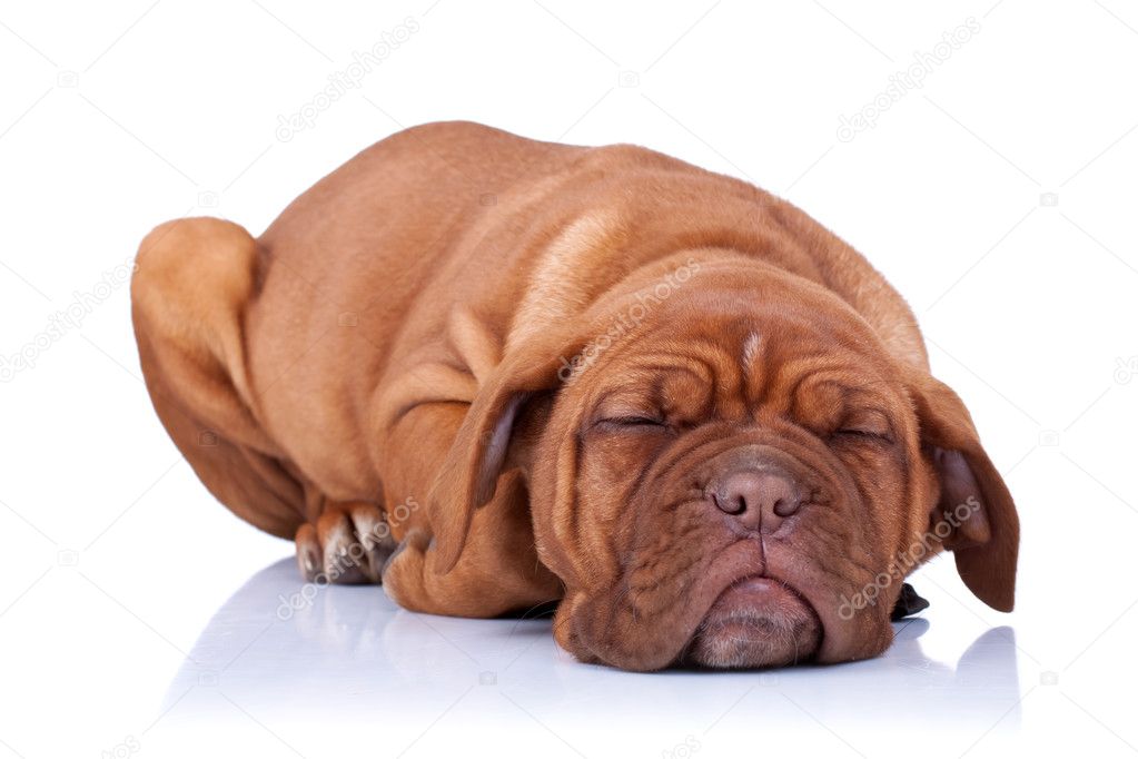 Sleeping Puppy of Dogue de Bordeaux