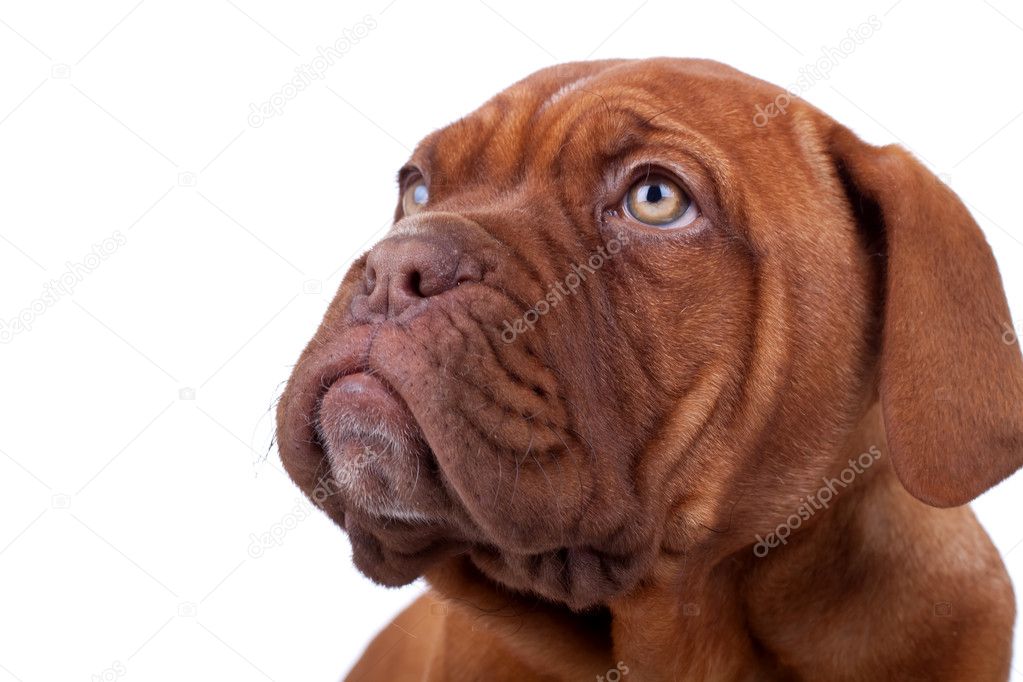 Face of a Dogue de Bordeaux