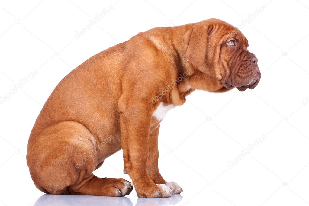 Seated Dogue de Bordeaux puppy