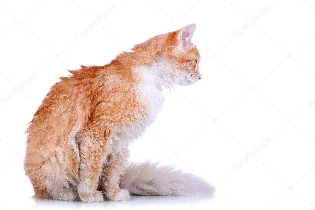 cat side view