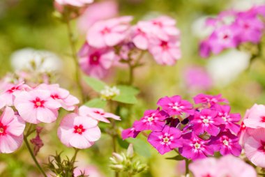 Phlox clipart