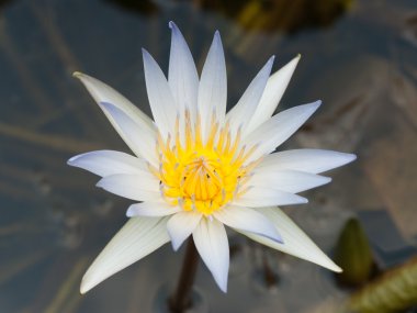 Lotus