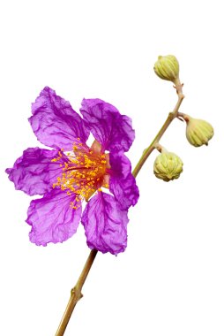 Jacaranda flower clipart