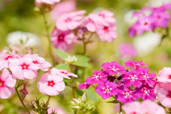 stock image Phlox