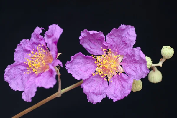 stock image Jacaranda