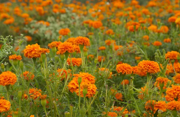 stock image Marigold field