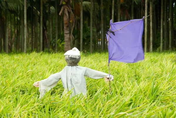 stock image Scarecrow