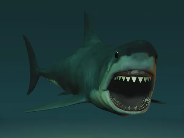 Grande squalo bianco pronto a mordere . — Foto Stock