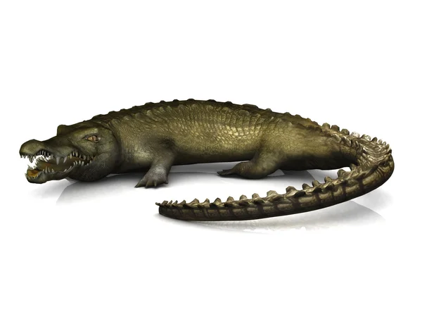 Wielki krokodyl — Zdjęcie stockowe