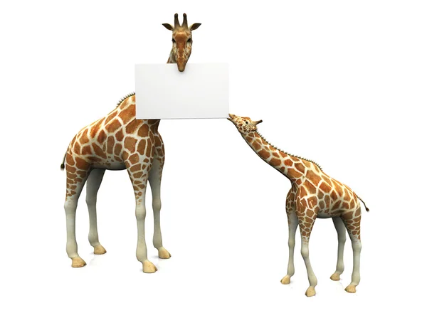 Giraffes with sign — Stockfoto