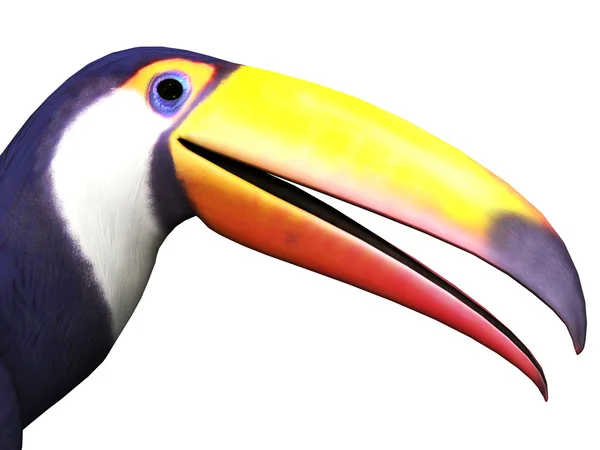 Primer plano del pájaro tucán —  Fotos de Stock