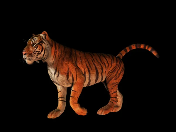 Tiger isolerade på svart. — Stockfoto