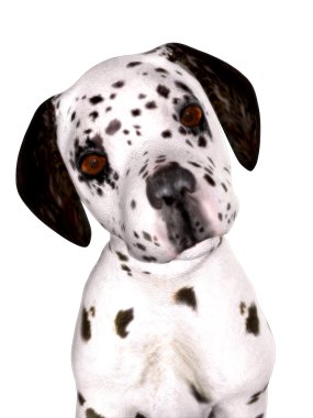 Dalmatian puppy clipart