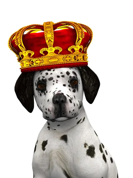 Dalmatian puppy prince — Stock Photo, Image