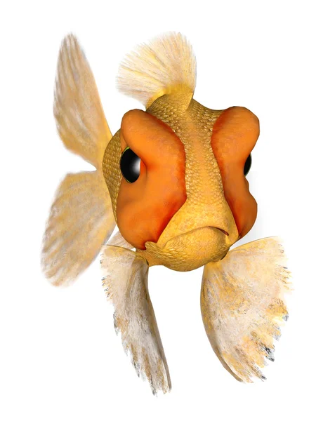 怒っている金魚 — ストック写真