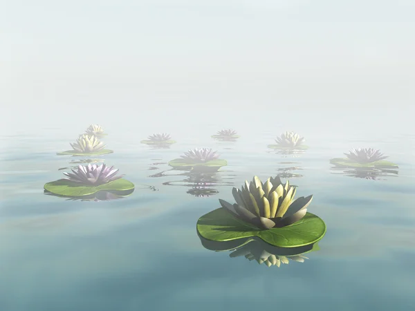 stock image Water lilies