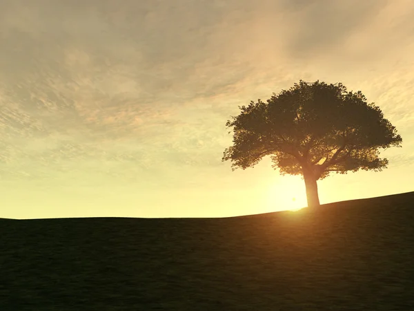 Träd på kulle — Stockfoto