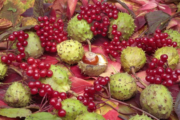 Kastanjer och röda bär på hösten — Stockfoto