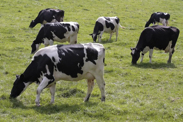 Коровы пасутся на свежих пастбищах — стоковое фото