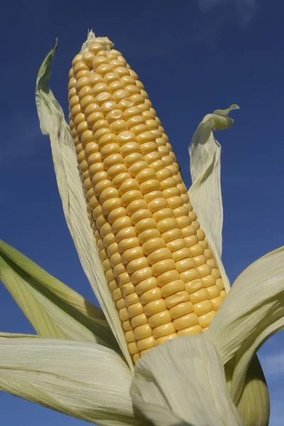 Frissen szedett érett kukorica — Stock Fotó