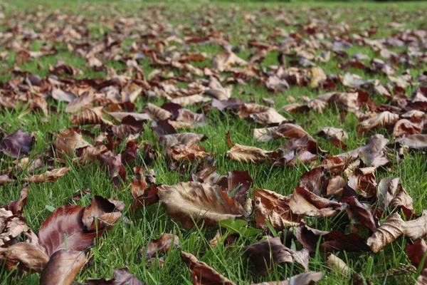 Jesienne liście poległych na trawniku — Zdjęcie stockowe